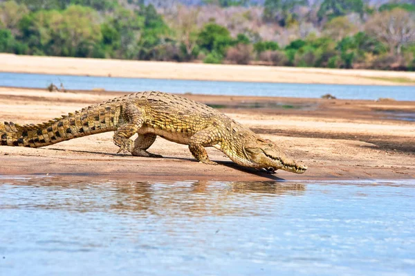 Nílusi Krokodil Található Kelet Afrikában — Stock Fotó
