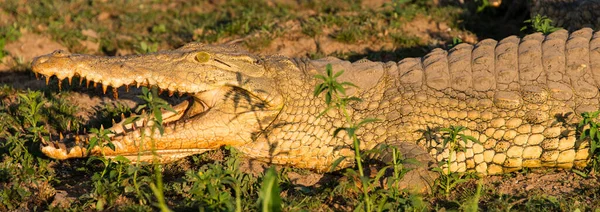 Nílusi Krokodil Található Kelet Afrikában — Stock Fotó