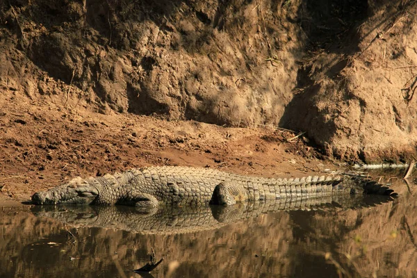 Nílusi Krokodil Található Kenyában Tanzániában — Stock Fotó