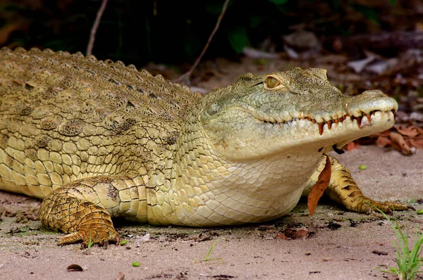 Eines Der Größten Ausgewiesenen Wildgebiete Afrikas Das Selous Game Reserve — Stockfoto