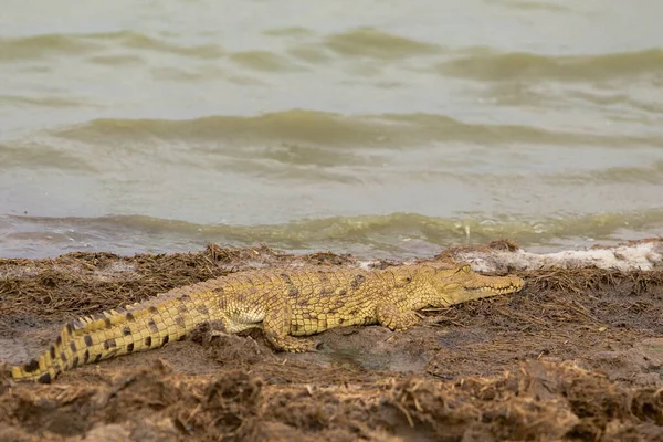 Egyik Legnagyobb Kijelölt Játékterület Afrikában Selous Game Reserve Körülbelül Két — Stock Fotó