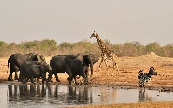Elefante Del Bush Africano — Foto Stock