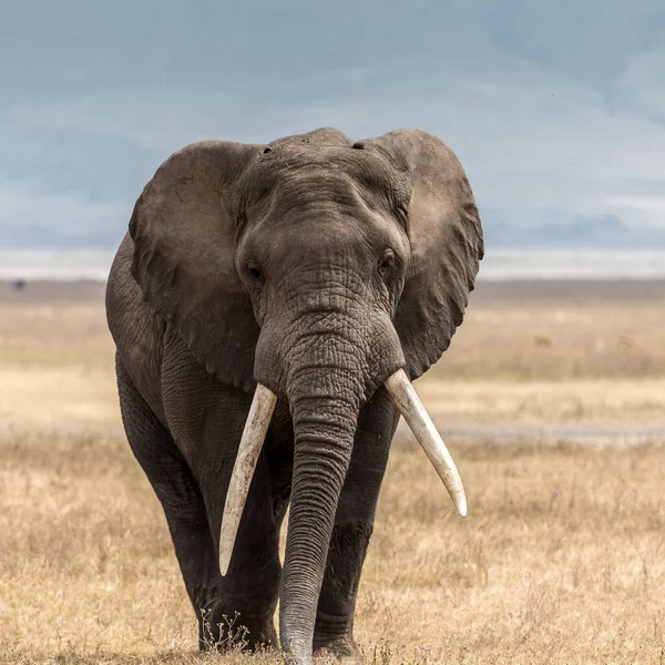 Afrikaanse Bosolifant — Stockfoto