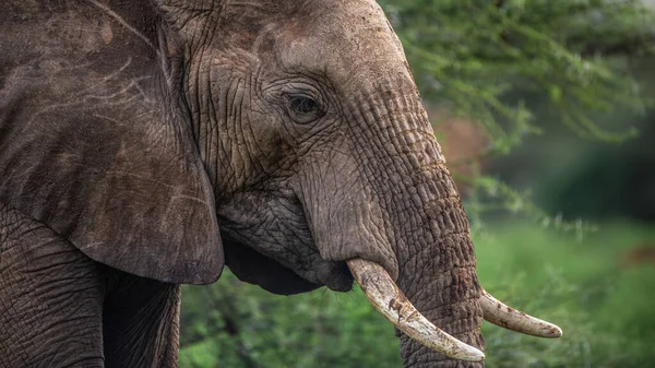 Africký Slon Keřový — Stock fotografie