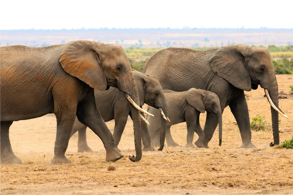 Αφρικανικός Ελέφαντας — Φωτογραφία Αρχείου