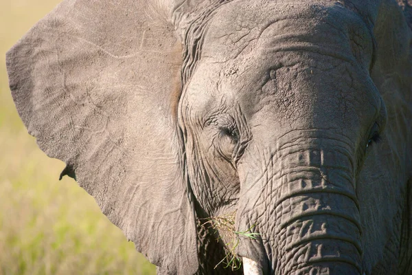 Éléphant Brousse Afrique — Photo