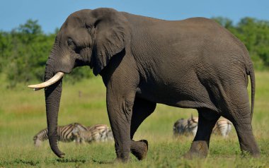 The African bush elephant clipart