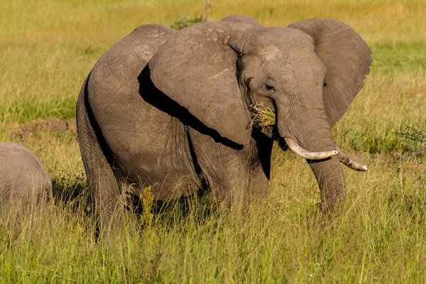 アフリカのブッシュ象 — ストック写真
