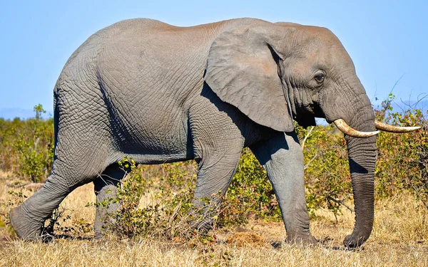 Éléphant Brousse Afrique — Photo