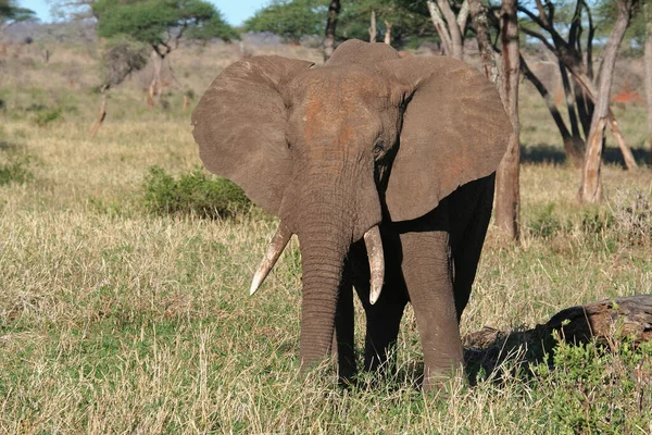 Elefante Arbusto Africano — Fotografia de Stock