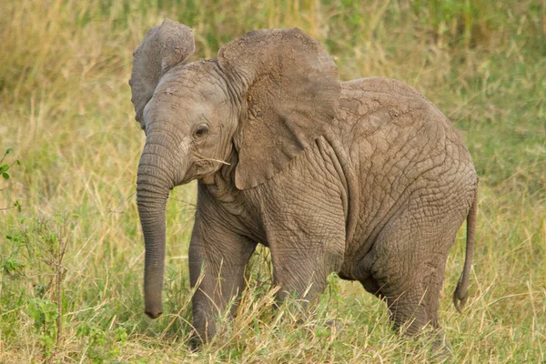 Afrikai Bozót Elefánt — Stock Fotó