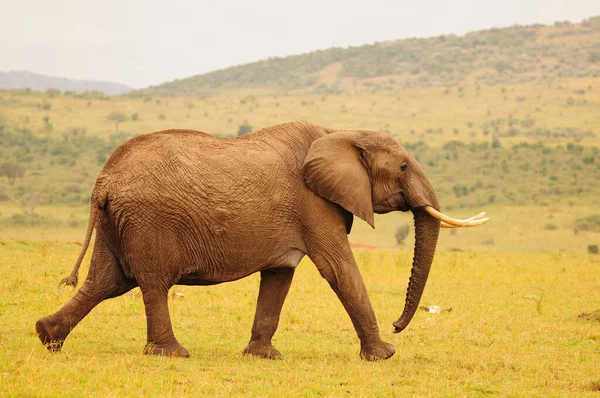 Elefante Arbusto Africano — Fotografia de Stock