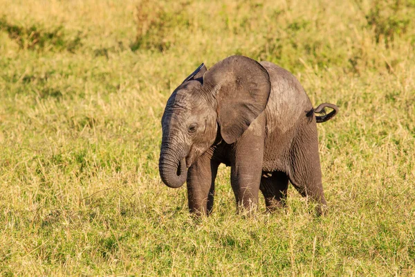 Den Afrikanska Buskelefanten — Stockfoto