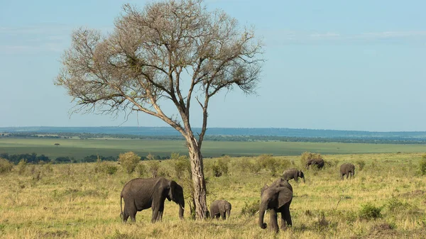 Elefante Arbusto Africano — Foto de Stock