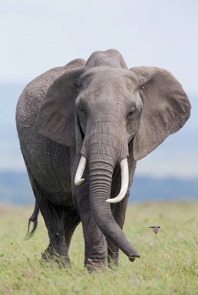 Elefante Arbusto Africano — Fotografia de Stock