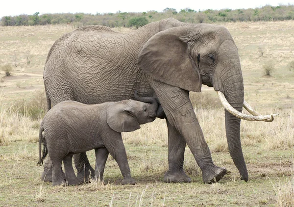 Elefante Arbusto Africano —  Fotos de Stock