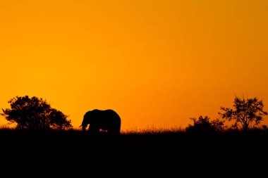 Afrika fili Kenya ve Tanzanya 'da bulundu.