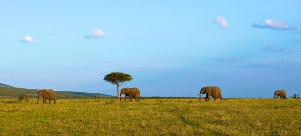 Elefante Arbusto Africano —  Fotos de Stock