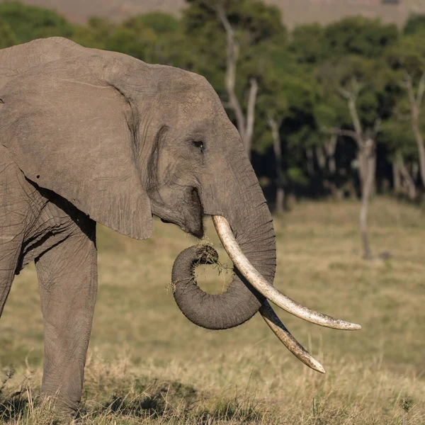 在肯尼亚和坦桑尼亚发现的非洲丛林象 — 图库照片