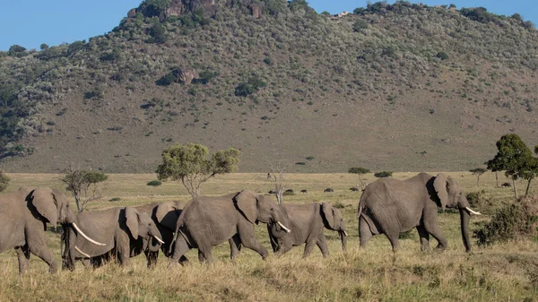 Elefante Arbusto Africano Encontrado Kenia Tanzania — Foto de Stock