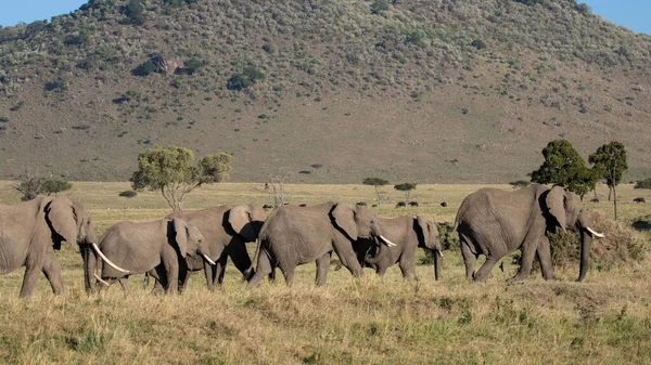 Elefante Arbusto Africano Encontrado Kenia Tanzania —  Fotos de Stock