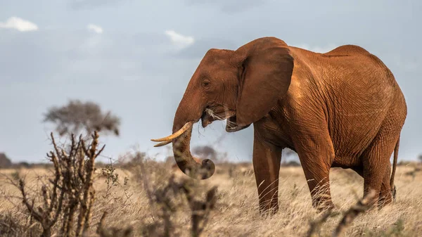 Afrikanischer Buschelefant Kenia Und Tansania Gefunden — Stockfoto