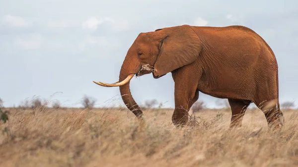 Afrikanischer Buschelefant Kenia Und Tansania Gefunden — Stockfoto