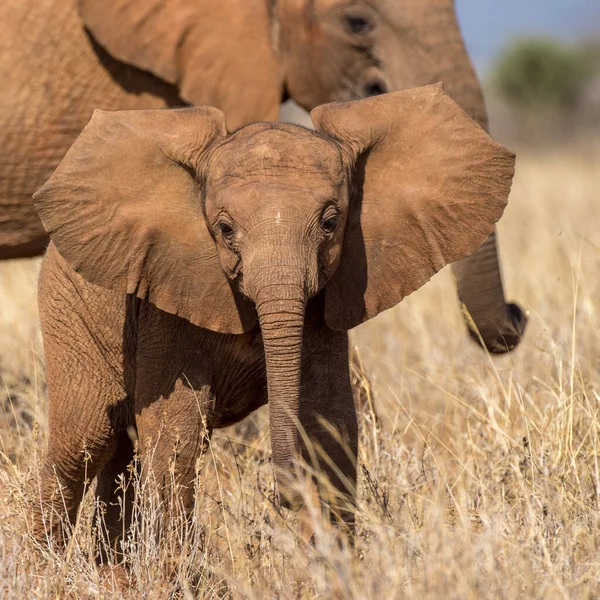 Afrikai Bokor Elefánt Talált Kenyában Tanzániában — Stock Fotó