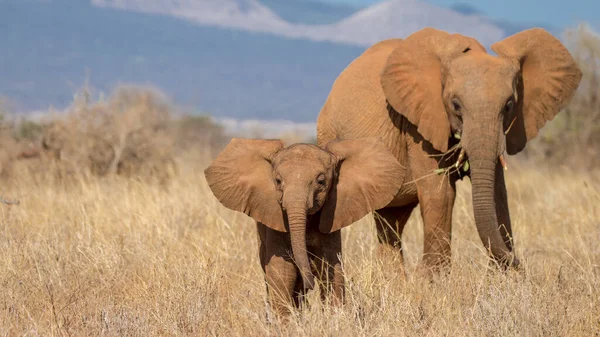 Słoń Afrykański Znaleziony Kenii Tanzanii — Zdjęcie stockowe