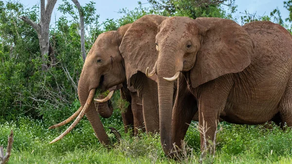 Elefante Africano Encontrado Quênia Tanzânia — Fotografia de Stock