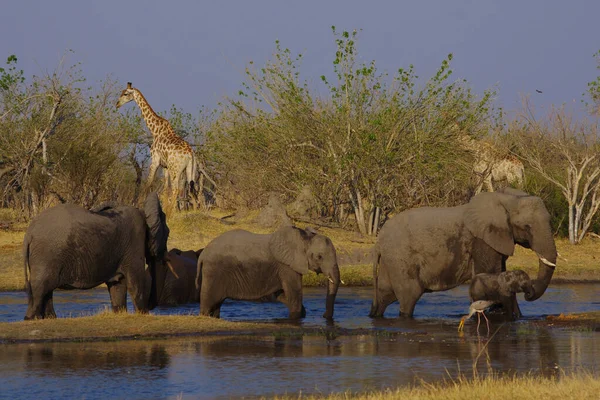 Красивые Изображения Африканских Слонов Африке — стоковое фото