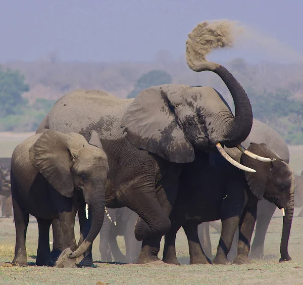 Piękne Obrazy Słoni Afrykańskich Afryce — Zdjęcie stockowe