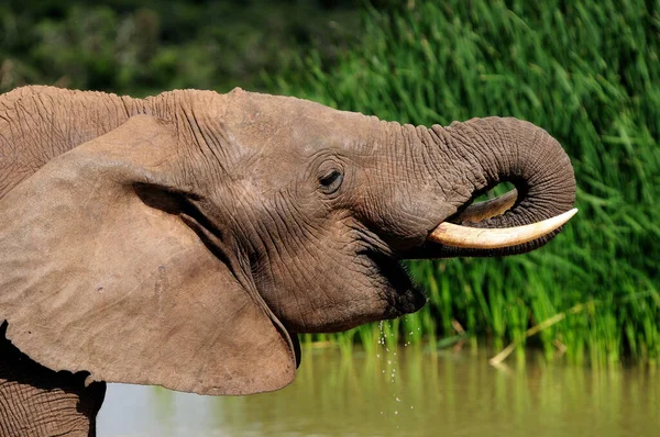 Den Afrikanska Buskelefanten — Stockfoto