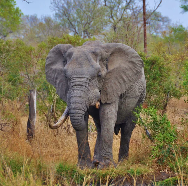 Elefante Arbusto Africano — Fotografia de Stock