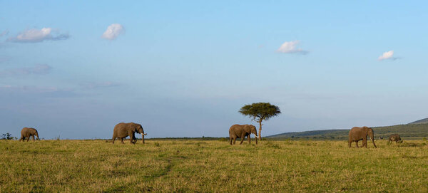 The African bush elephant