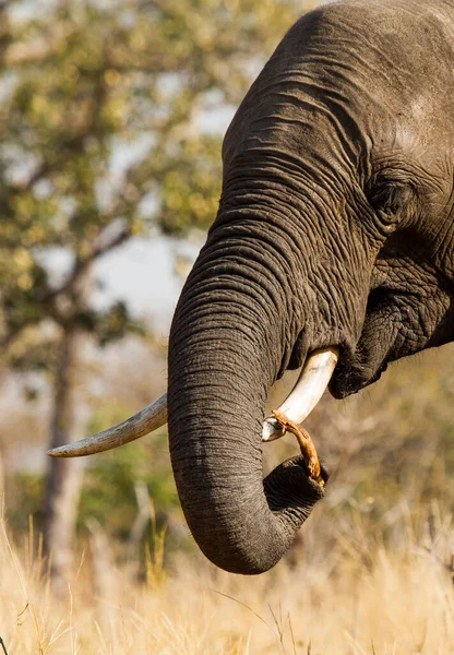 Africký Slon Keřový — Stock fotografie