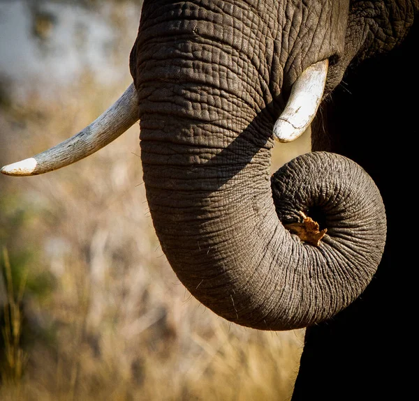 Africký Slon Keřový — Stock fotografie