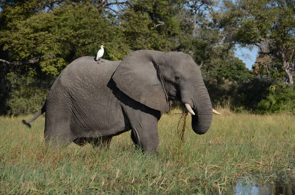 Elefante Arbusto Africano — Foto de Stock