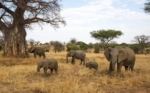 Elefante Arbusto Africano —  Fotos de Stock