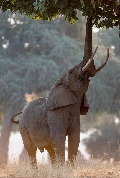 Afrikaanse Bosolifant — Stockfoto