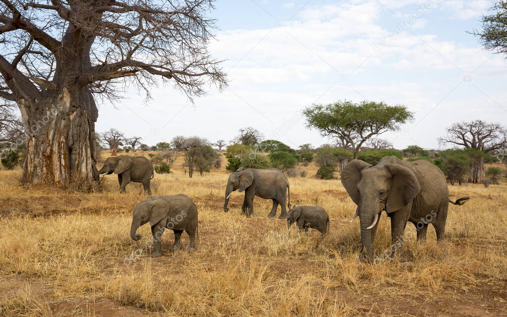 The African bush elephant