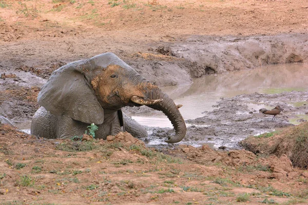African Bush Elephant — Stock Photo, Image