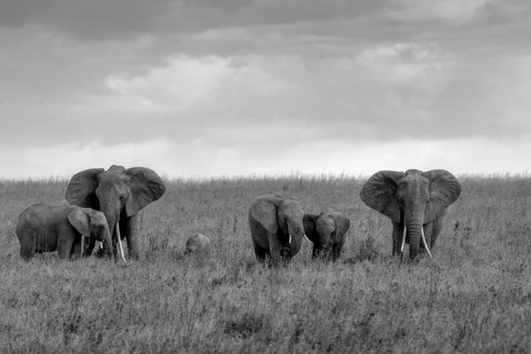 Elefante Arbusto Africano — Foto de Stock