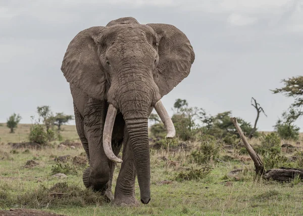 Der Afrikanische Buschelefant — Stockfoto