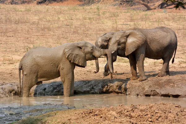 African Bush Elephant — Stock Photo, Image