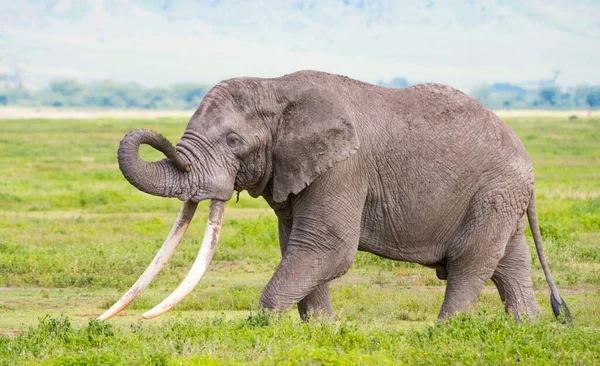 Elefante Arbusto Africano — Fotografia de Stock