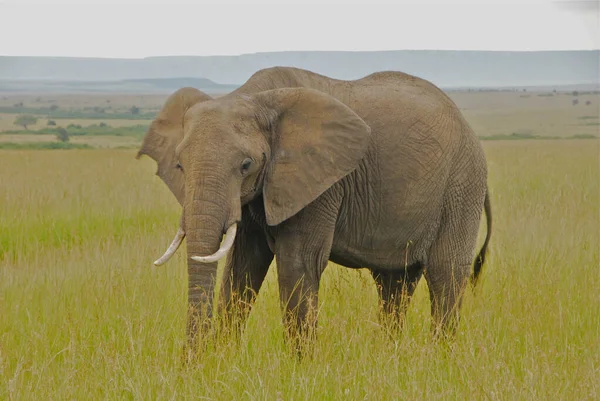 Der Afrikanische Buschelefant — Stockfoto