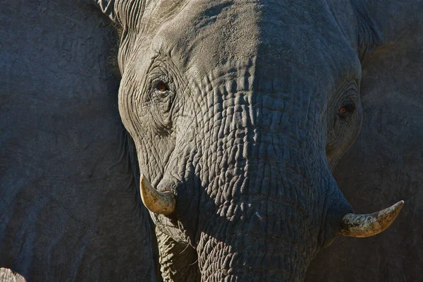 Африканский Слон — стоковое фото
