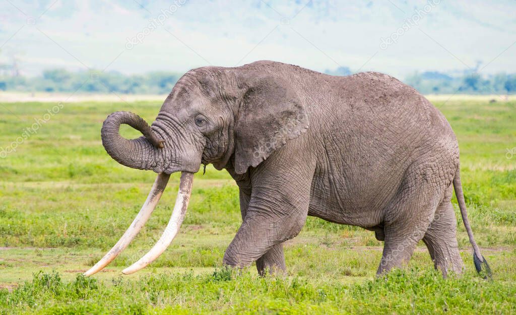 The African bush elephant