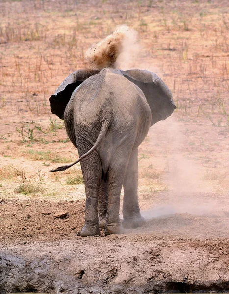 Der Afrikanische Buschelefant — Stockfoto